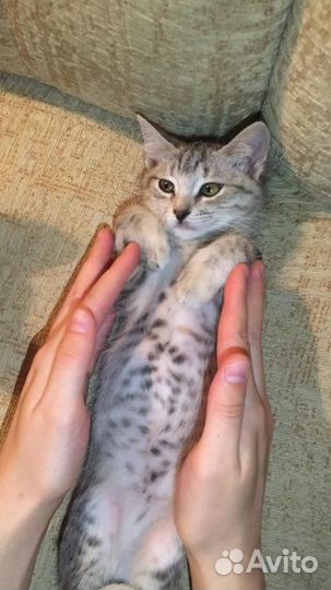 Котёнок-девочка в добрые руки