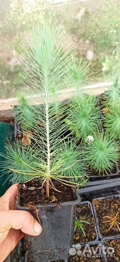 Сеянец Сосны