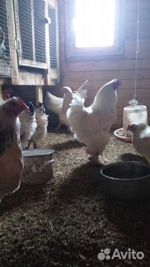 Инкубационное яйцо кур брама