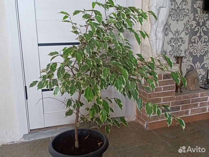 Фикус бенджамина