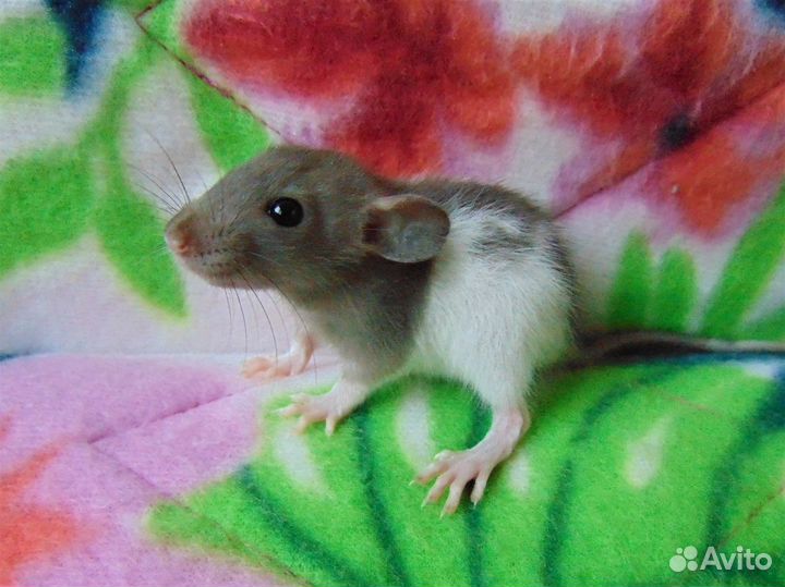 Крысята - дамбо, стандарт, клетки, гамак в подарок