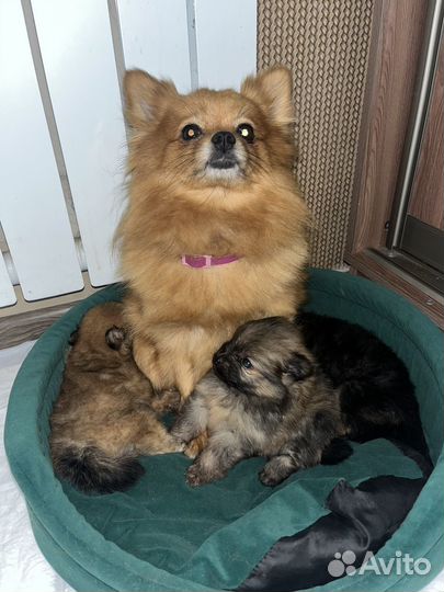 Щенок шпица