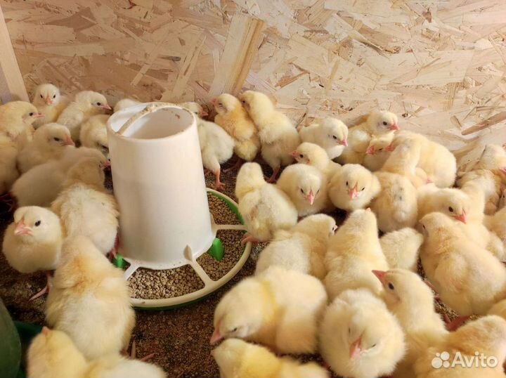 Цыпленок бройлера Кобб 500 в наличии импорт