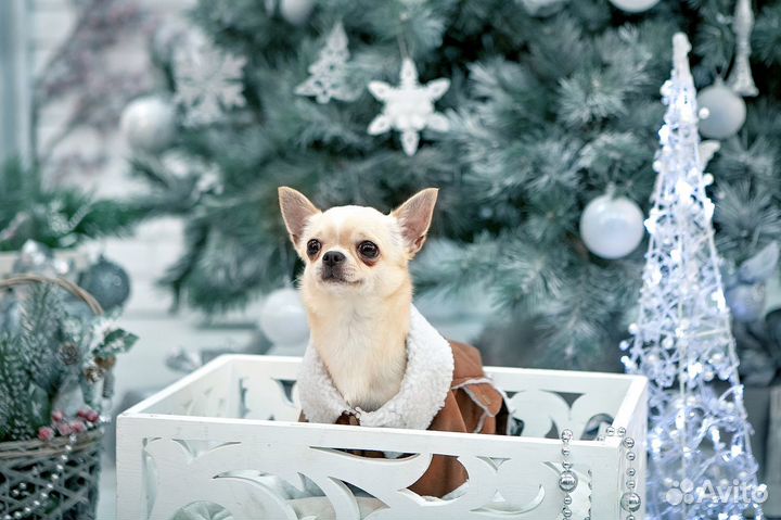 Кобели Чихуахуа кремового и шоколадного окраса