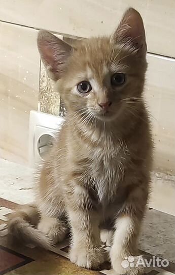 Рыжий котёнок