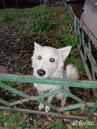 Собака. Добрая. Отдам в хорошие руки