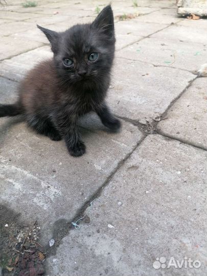 Кошка в дар