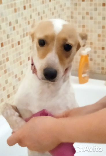 Ищу нового хозяина для собачки