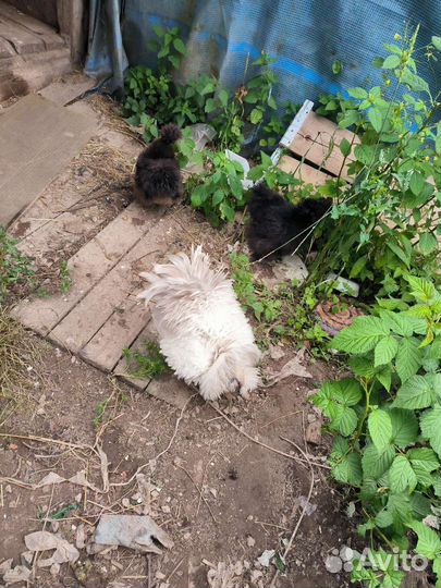 Куры молодки несушки