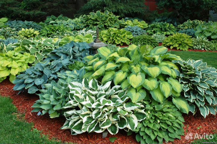 Продажа декоративных многолетников и хвойных