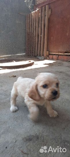 Кокер спаниель