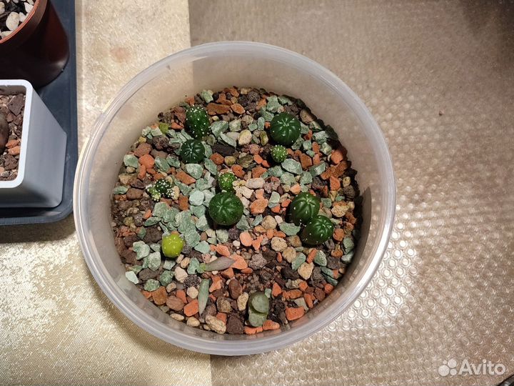 Кактус вариегантный, жёлтый с детками