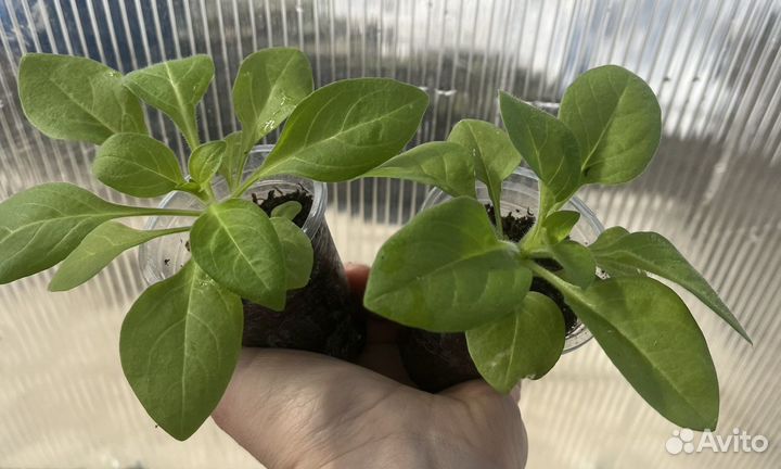 Петуния ампельная рассада