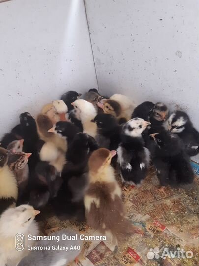 Цыплята