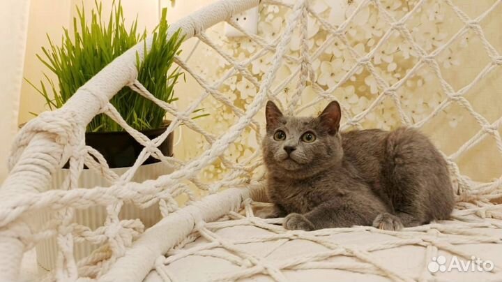 Отдам бесплатно