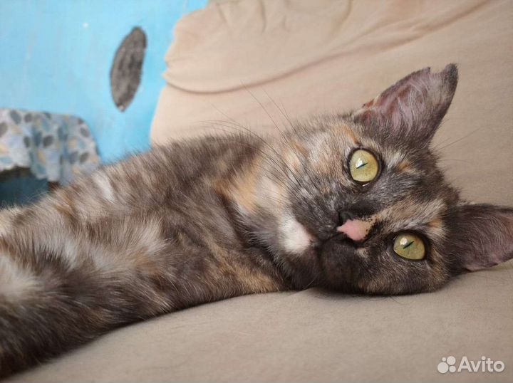 Кошка в дар бесплатно