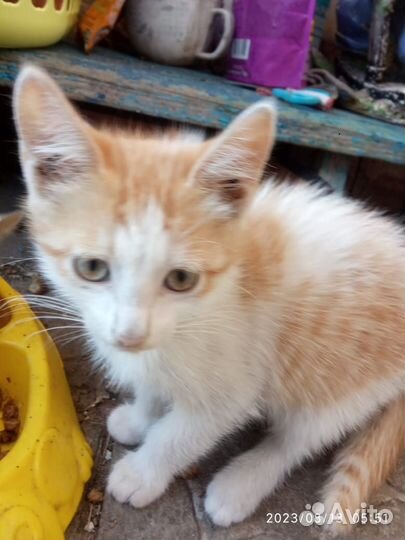 Отдам котят в хорошие руки