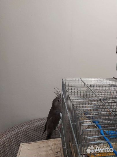 Попугай корелла