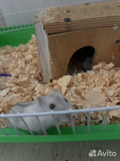 Джунгарский хомяк с клеткой