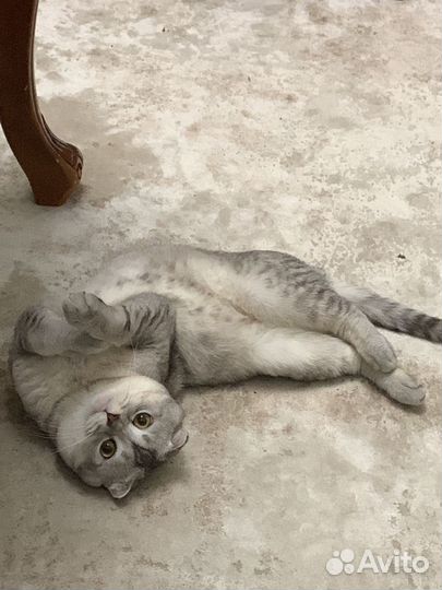 Шотландский кот вязка