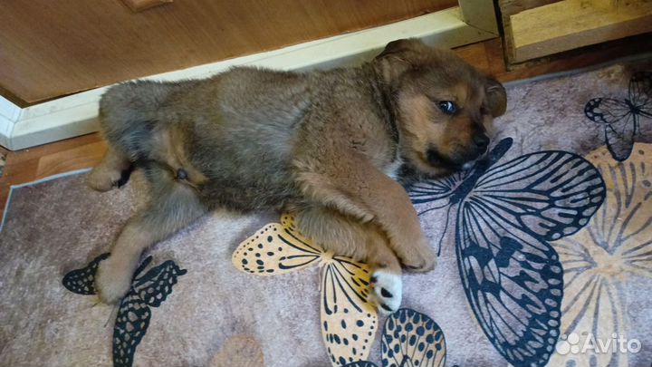 Отдам в добрые руки