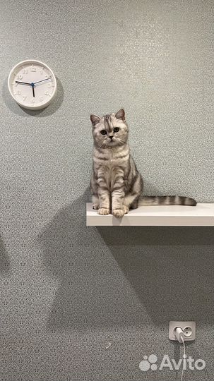 Отдам кошечку