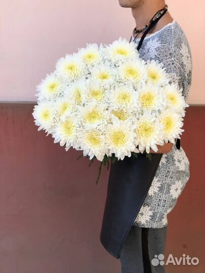 Хризантема крымская