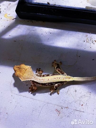 Реснитчатый бананоед геккон lily white самка