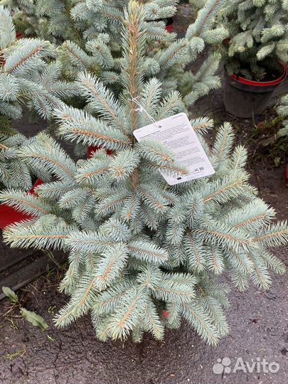 Ель голубая super блю