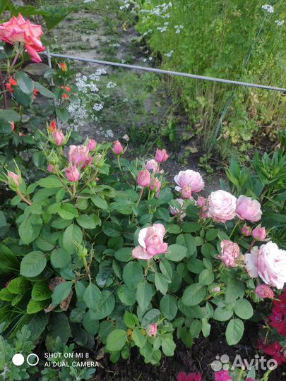 Садовые растения