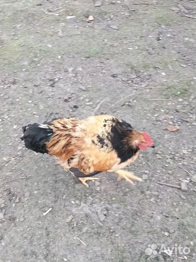 Продаются петушки. Родились в начале апреля