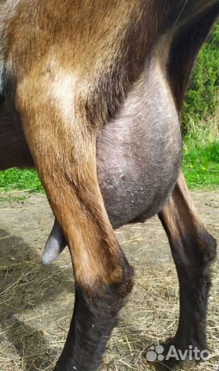 Коза дойная альпийская