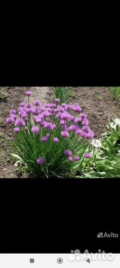 Заберу у Вас не нужные растения