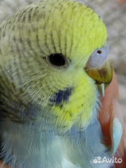 Птенцы волнистый попугай