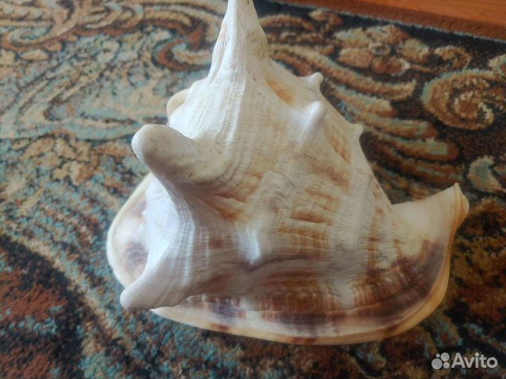 Ракушки, коралл