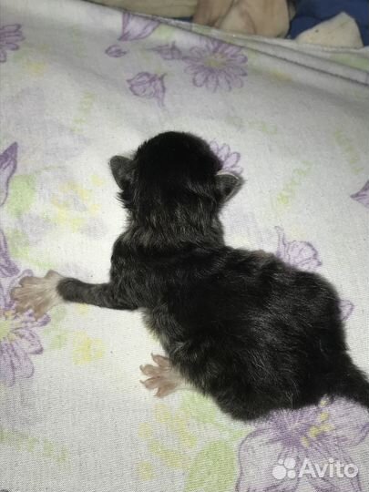 Котята бесплатно