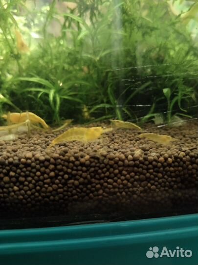 Креветки жёлтый огонь и улитки Геркулес