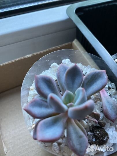 Эхеверии эчеверии echeveria