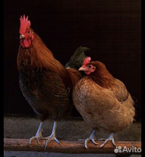 Курица Домашняя