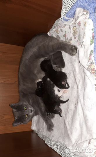 Котята в добрые руки