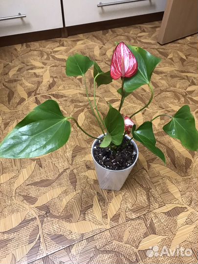 Антуриум Ливиум