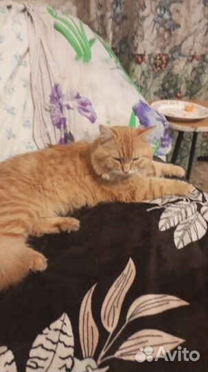 Рыжий котик