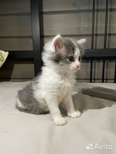 Котенок мальчик