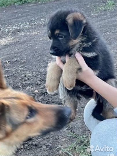 Щенки немецкой овчарки