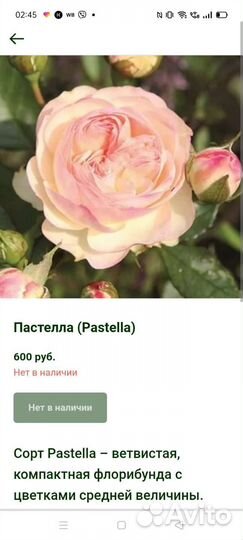 Розы плетистые, спреи, чайно гибридные