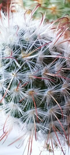 Кактусы и суккуленты