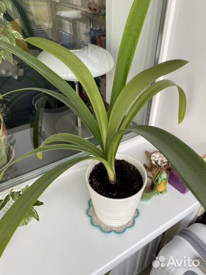 Кливия желтая