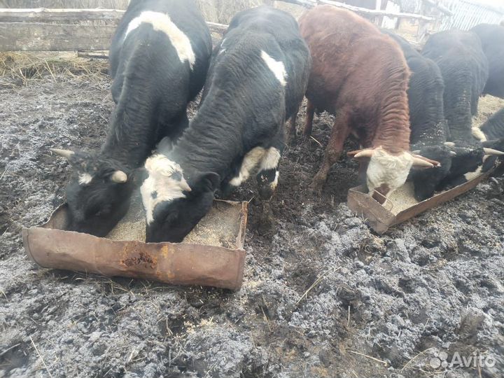 Продам быков