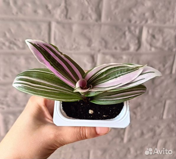 Разные комнатные цветы и мята