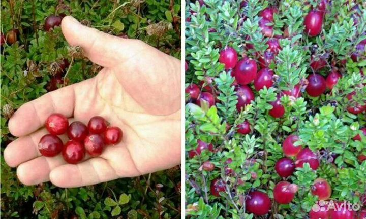 Саженцы клюквы